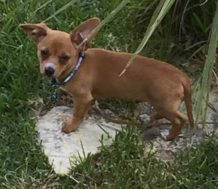 Charlie the Chiweenie puppy is standing on two large flat rocks which are surrounded by grass in a yard
